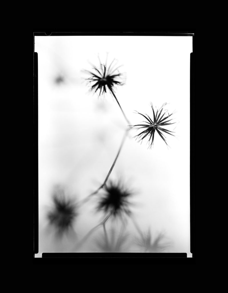 Spiky weed seed pods  - Black and White, 5x7