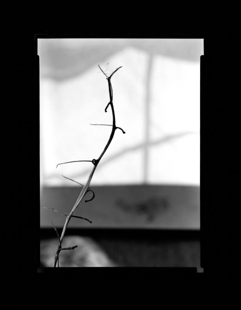 Dry Passion Flower Vine - Black and White, 5x7