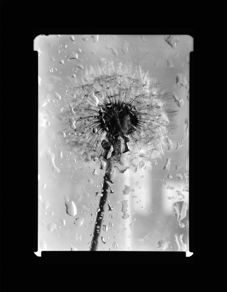Dandelion Seeds Behind Rain Spattered Glass - Black and White, 5x7